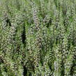Vřes obecný 'Lilith' (Garden girls®) - Calluna vulgaris 'Lilith' (Garden girls®)