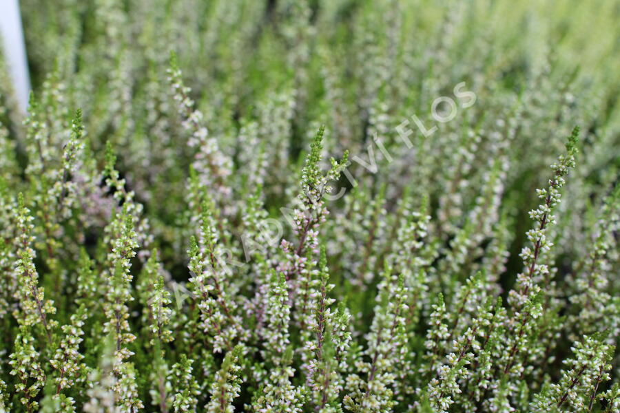Vřes obecný 'Lilith' (Garden girls®) - Calluna vulgaris 'Lilith' (Garden girls®)