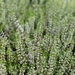 Vřes obecný 'Lilith' (Garden girls®) - Calluna vulgaris 'Lilith' (Garden girls®)