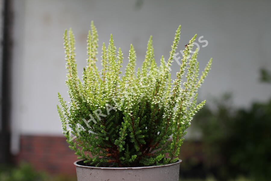 Vřes obecný 'Aurica' (Garden girls®) - Calluna vulgaris 'Aurica' (Garden girls®)