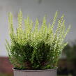 Vřes obecný 'Aurica' (Garden girls®) - Calluna vulgaris 'Aurica' (Garden girls®)