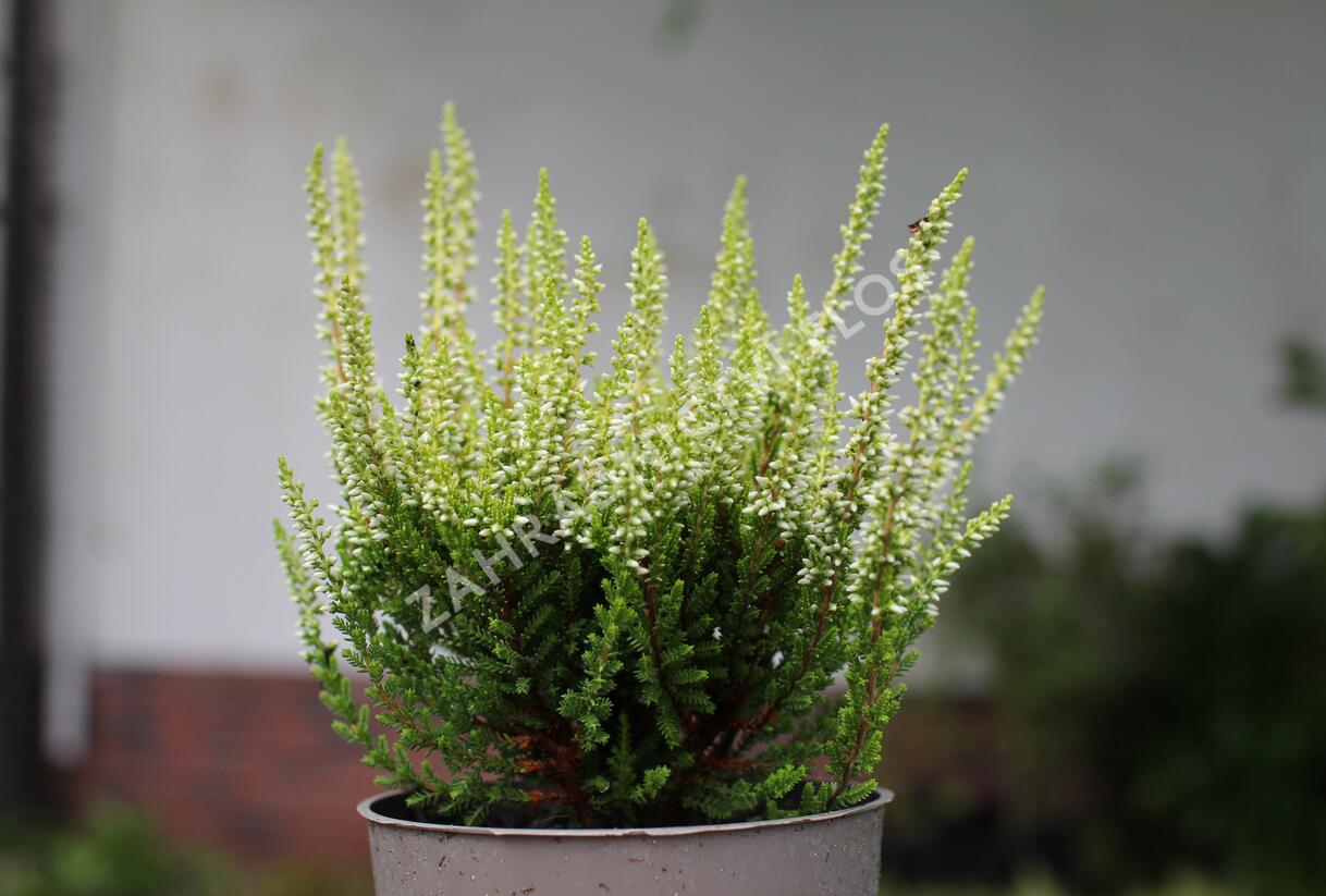Vřes obecný 'Aurica' (Garden girls®) - Calluna vulgaris 'Aurica' (Garden girls®)