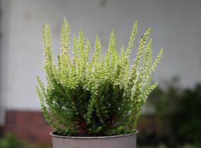 Vřes obecný 'Aurica' (Garden girls®) - Calluna vulgaris 'Aurica' (Garden girls®)
