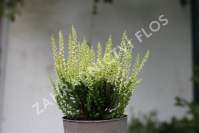 Vřes obecný 'Aurica' (Garden girls®) - Calluna vulgaris 'Aurica' (Garden girls®)