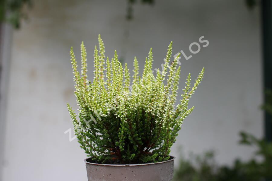Vřes obecný 'Aurica' (Garden girls®) - Calluna vulgaris 'Aurica' (Garden girls®)