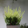 Vřes obecný 'Aurica' (Garden girls®) - Calluna vulgaris 'Aurica' (Garden girls®)