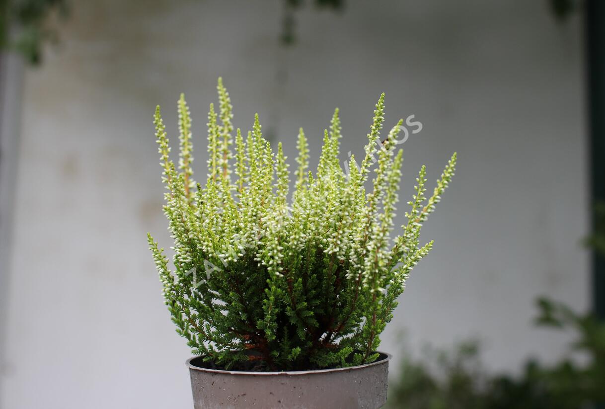 Vřes obecný 'Aurica' (Garden girls®) - Calluna vulgaris 'Aurica' (Garden girls®)