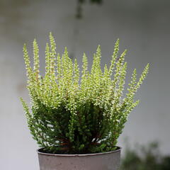 Vřes obecný 'Aurica' (Garden girls®) - Calluna vulgaris 'Aurica' (Garden girls®)