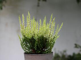 Vřes obecný 'Aurica' (Garden girls®) - Calluna vulgaris 'Aurica' (Garden girls®)