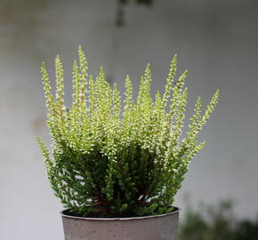 Vřes obecný 'Aurica' (Garden girls®) - Calluna vulgaris 'Aurica' (Garden girls®)