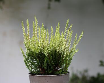 Vřes obecný 'Aurica' (Garden girls®)