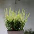 Calluna vulgaris 'Aurica' (Garden girls®).JPG