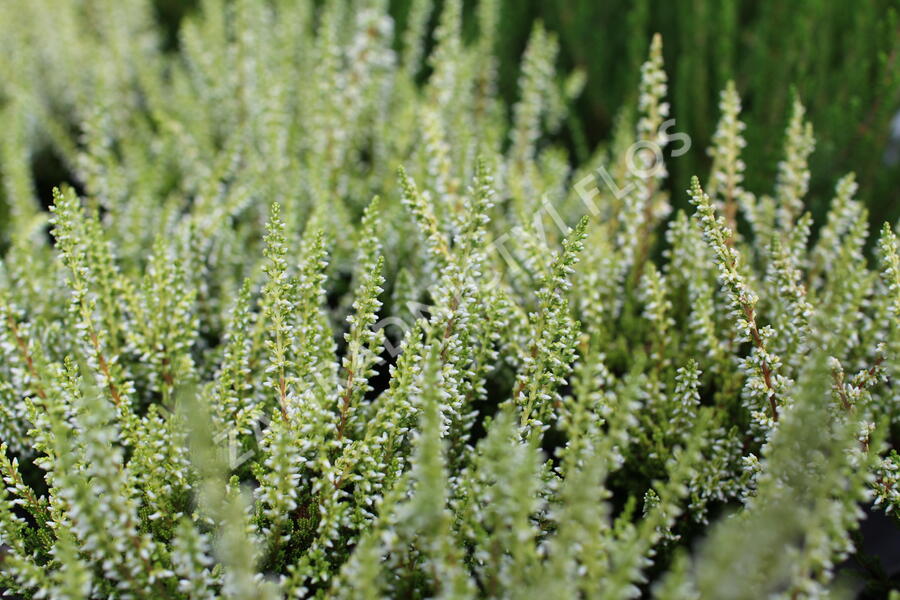 Vřes obecný 'Aurica' (Garden girls®) - Calluna vulgaris 'Aurica' (Garden girls®)