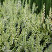 Vřes obecný 'Aurica' (Garden girls®) - Calluna vulgaris 'Aurica' (Garden girls®)