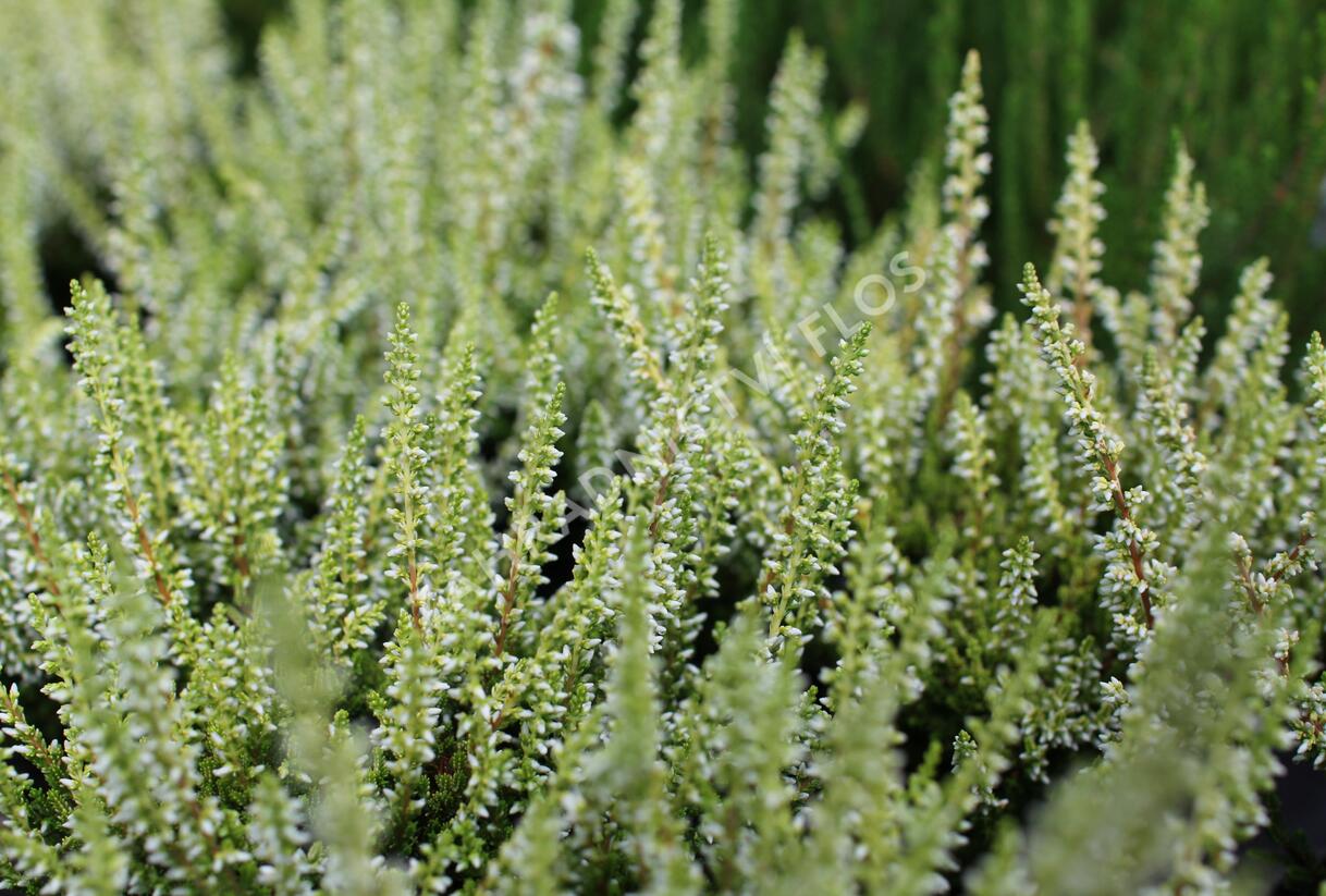 Vřes obecný 'Aurica' (Garden girls®) - Calluna vulgaris 'Aurica' (Garden girls®)