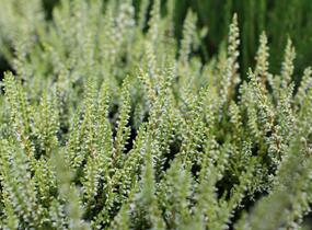 Vřes obecný 'Aurica' (Garden girls®) - Calluna vulgaris 'Aurica' (Garden girls®)