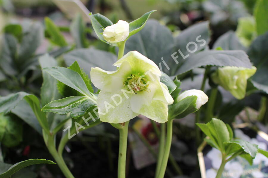 Čemeřice 'HGC Winter Ballet Lisann' - Helleborus hybridus 'HGC Winter Ballet Lisann'