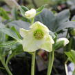 Čemeřice 'HGC Winter Ballet Lisann' - Helleborus hybridus 'HGC Winter Ballet Lisann'