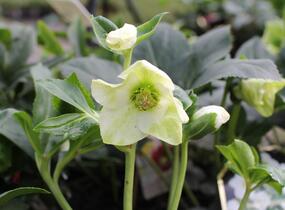 Čemeřice 'HGC Winter Ballet Lisann' - Helleborus hybridus 'HGC Winter Ballet Lisann'