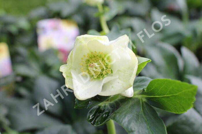 Čemeřice 'HGC Winter Ballet Lisann' - Helleborus hybridus 'HGC Winter Ballet Lisann'