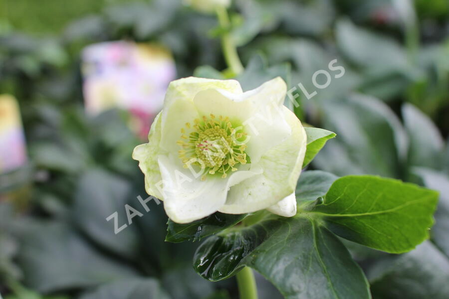 Čemeřice 'HGC Winter Ballet Lisann' - Helleborus hybridus 'HGC Winter Ballet Lisann'