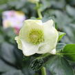 Čemeřice 'HGC Winter Ballet Lisann' - Helleborus hybridus 'HGC Winter Ballet Lisann'