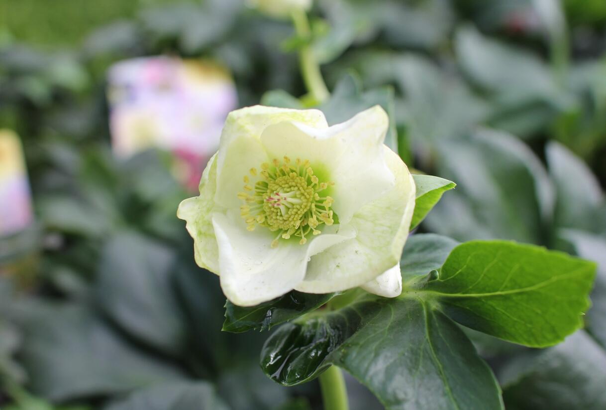 Čemeřice 'HGC Winter Ballet Lisann' - Helleborus hybridus 'HGC Winter Ballet Lisann'