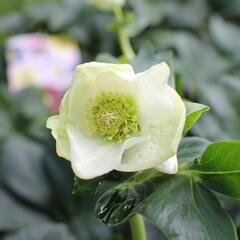 Čemeřice 'HGC Winter Ballet Lisann' - Helleborus hybridus 'HGC Winter Ballet Lisann'