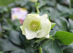 Čemeřice 'HGC Winter Ballet Lisann' - Helleborus hybridus 'HGC Winter Ballet Lisann'