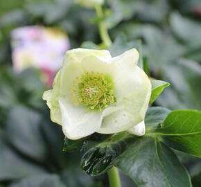 Čemeřice 'HGC Winter Ballet Lisann' - Helleborus hybridus 'HGC Winter Ballet Lisann'