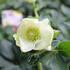 Helleborus hybridus 'HGC Winter Ballet Lisann'.JPG