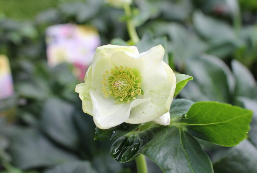 Čemeřice 'HGC Winter Ballet Lisann' - Helleborus hybridus 'HGC Winter Ballet Lisann'