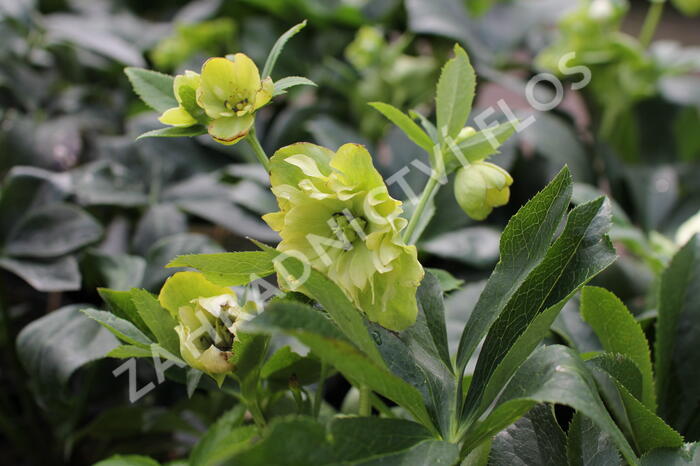 Čemeřice 'Quintessa Sun' - Helleborus hybridus 'Quintessa Sun'