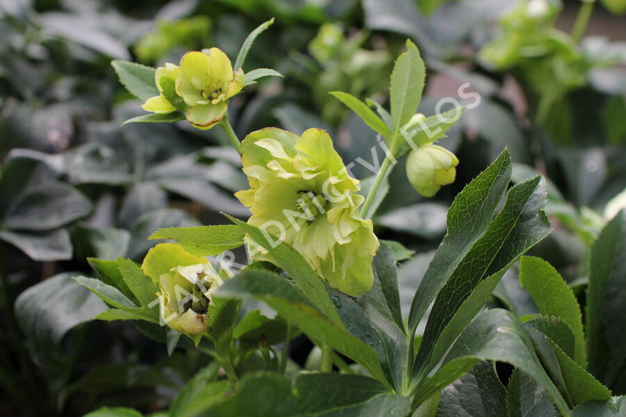 Čemeřice 'Quintessa Sun' - Helleborus hybridus 'Quintessa Sun'