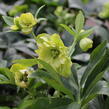 Čemeřice 'Quintessa Sun' - Helleborus hybridus 'Quintessa Sun'