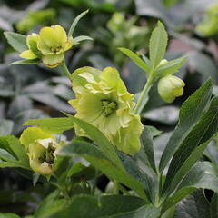 Čemeřice 'Quintessa Sun' - Helleborus hybridus 'Quintessa Sun'