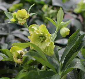 Čemeřice 'Quintessa Sun' - Helleborus hybridus 'Quintessa Sun'