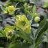 Helleborus hybridus 'Quintessa Sun'.JPG