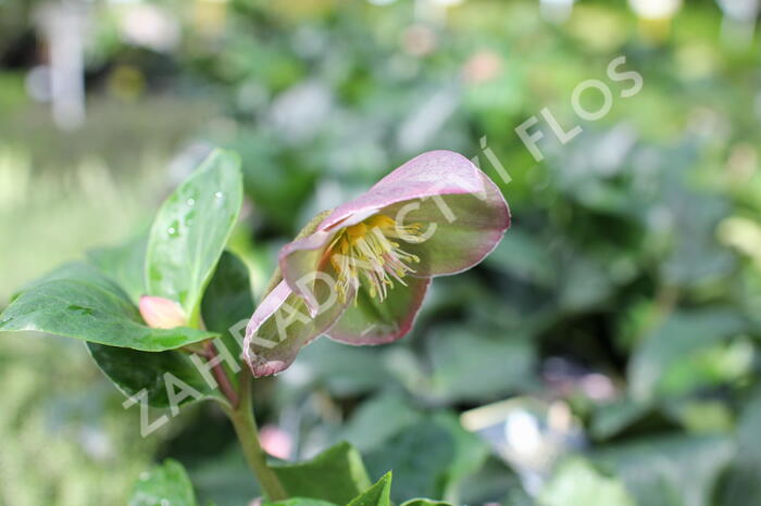 Čemeřice 'Ice N' Roses Early Rose' - Helleborus hybridus 'Ice N' Roses Early Rose'