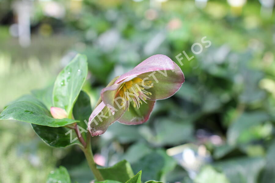 Čemeřice 'Ice N' Roses Early Rose' - Helleborus hybridus 'Ice N' Roses Early Rose'