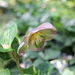 Čemeřice 'Ice N' Roses Early Rose' - Helleborus hybridus 'Ice N' Roses Early Rose'