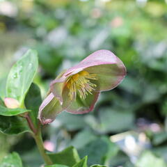 Čemeřice 'Ice N' Roses Early Rose' - Helleborus hybridus 'Ice N' Roses Early Rose'