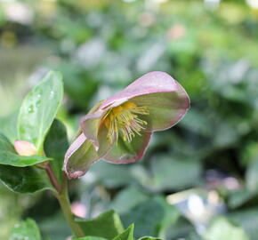 Čemeřice 'Ice N' Roses Early Rose' - Helleborus hybridus 'Ice N' Roses Early Rose'