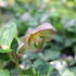Helleborus hybridus 'Ice N' Roses Early Rose'_01.JPG