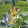 Čemeřice 'Ice N' Roses Early Rose' - Helleborus hybridus 'Ice N' Roses Early Rose'