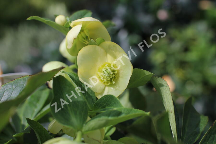 Čemeřice 'Quintessa Gold' - Helleborus hybridus 'Quintessa Gold'