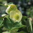Čemeřice 'Quintessa Gold' - Helleborus hybridus 'Quintessa Gold'