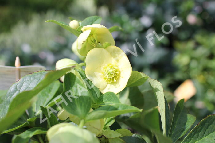 Čemeřice 'Quintessa Gold' - Helleborus hybridus 'Quintessa Gold'