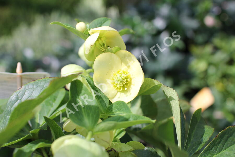 Čemeřice 'Quintessa Gold' - Helleborus hybridus 'Quintessa Gold'