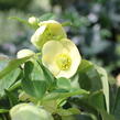 Čemeřice 'Quintessa Gold' - Helleborus hybridus 'Quintessa Gold'